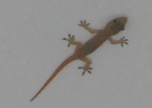 photo of lizard