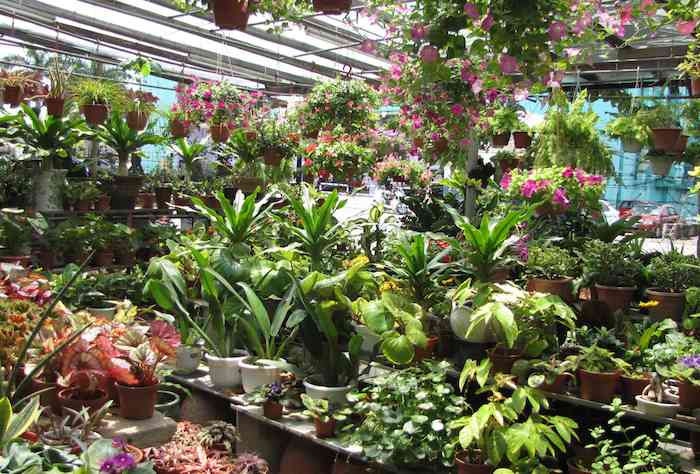 photo of the plants inside the nursery