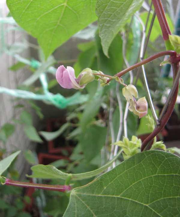 green bean flower and plant