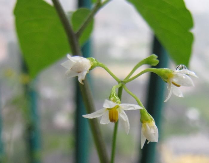 flowers on a pepper plant