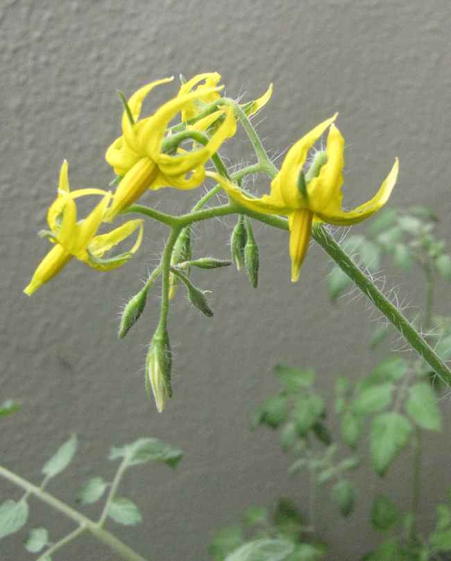 Tomato flowers