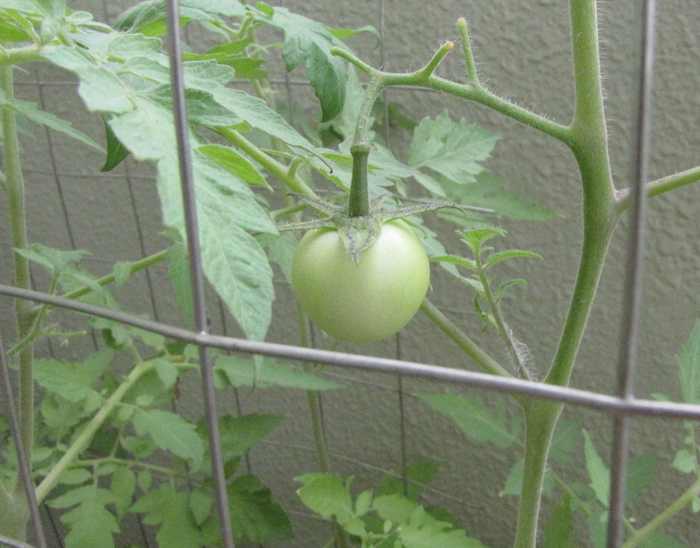 small green tomato on plant