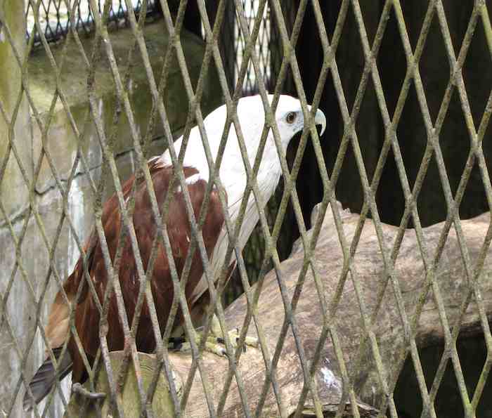 photo of Eagle in its cage