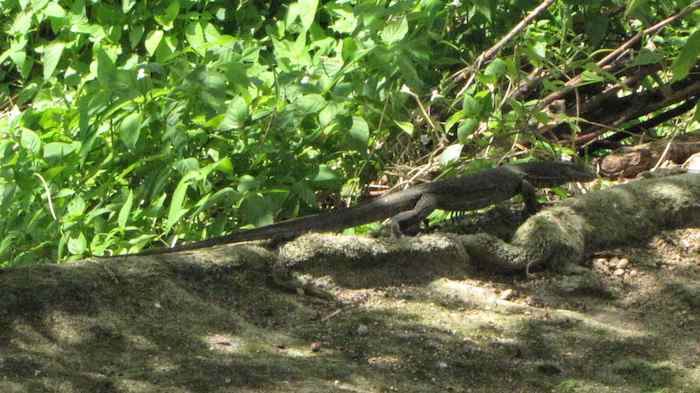 Large lizard (over 1 meter)