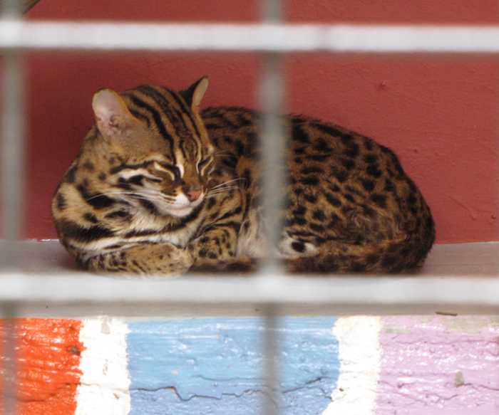 Photo of Kuching batu