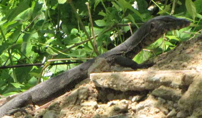 close up of the large, thin, lizard