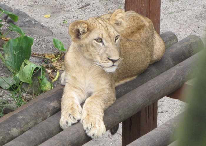 photo of a lion cub at the Johor Bahru Zoo
