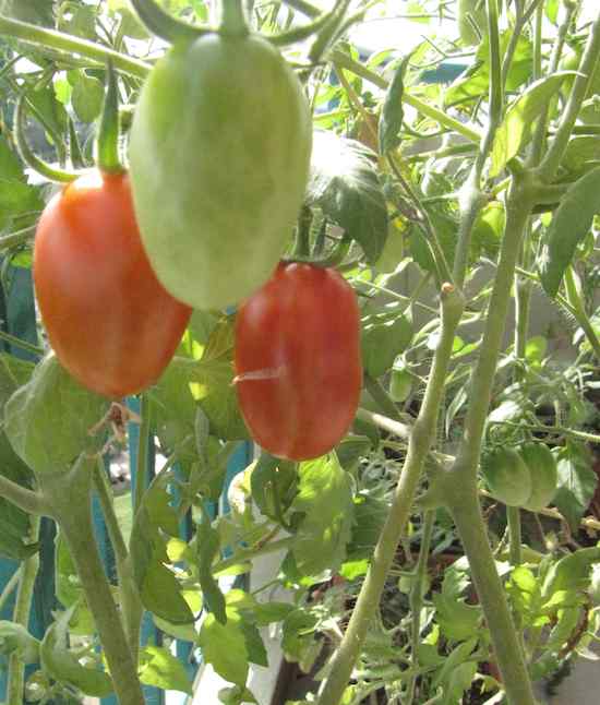 photo of red and green cherry tomatoes