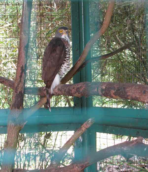 Crested Goshawk