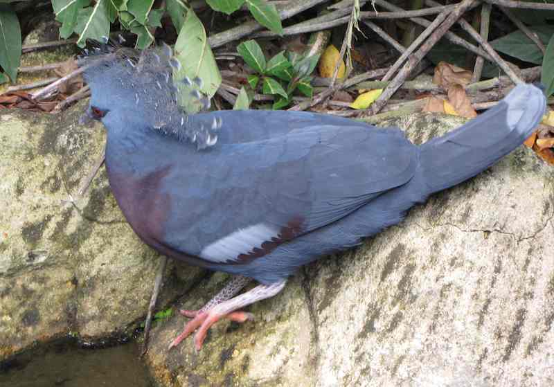 Western Crowned Pigeon