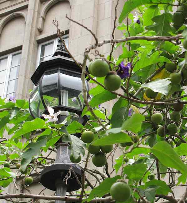 photo of a fruit tree on the grounds of Bangunan Sultan Ibrahim
