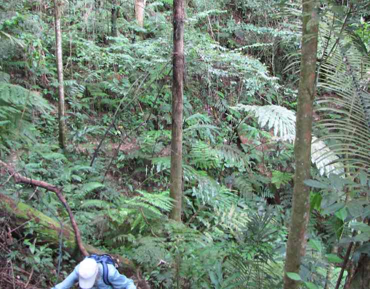 trees and trail on Bishop Trail, Fraser's Hill