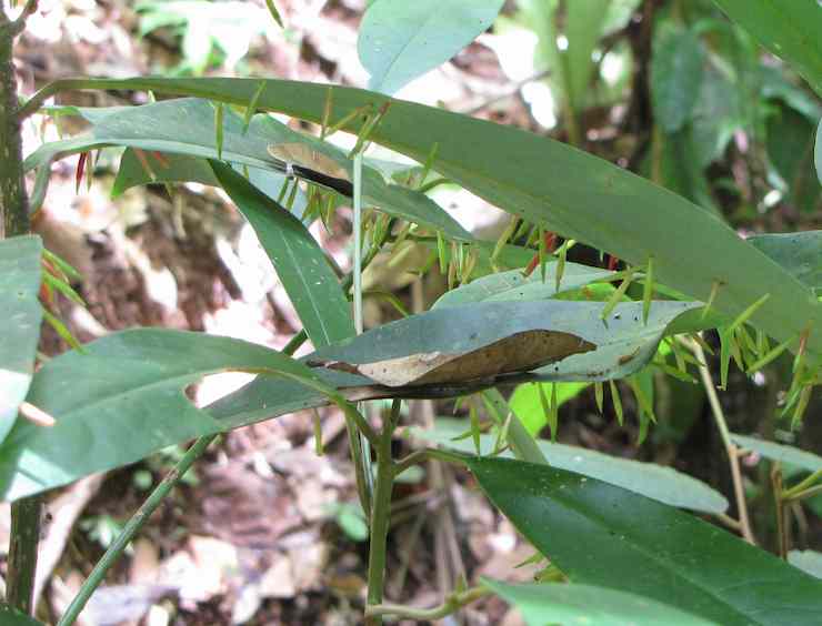 Close up of Leaves on Bishop Trail