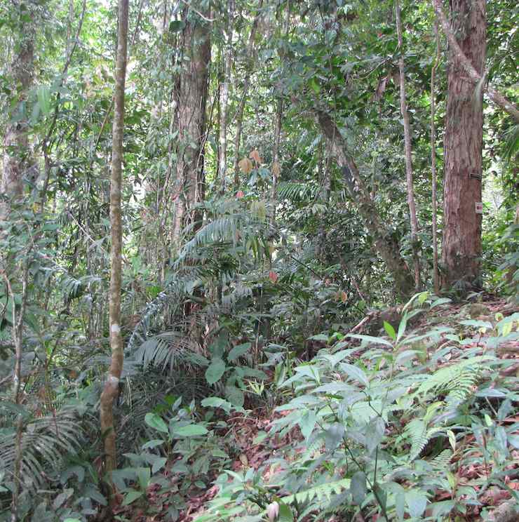 photo of trees along Bishop Trail in Fraser's Hill