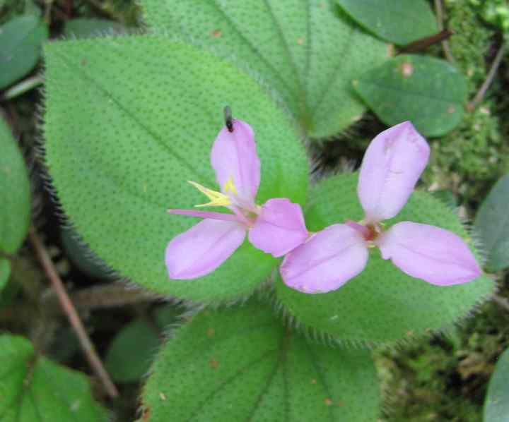 photo of flowers on the pine tree trail