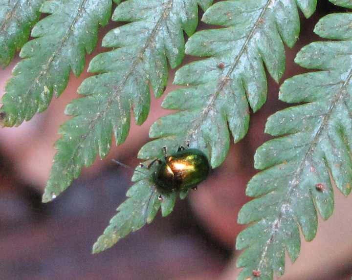 photo of a shiny beetle on the Pine tree trail