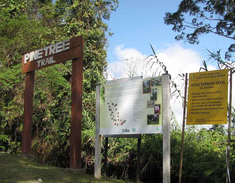 photo of the pine tree trailhead