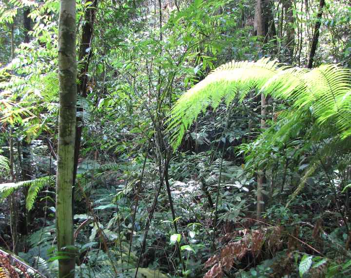 photo of forest on the Hemmant Trail