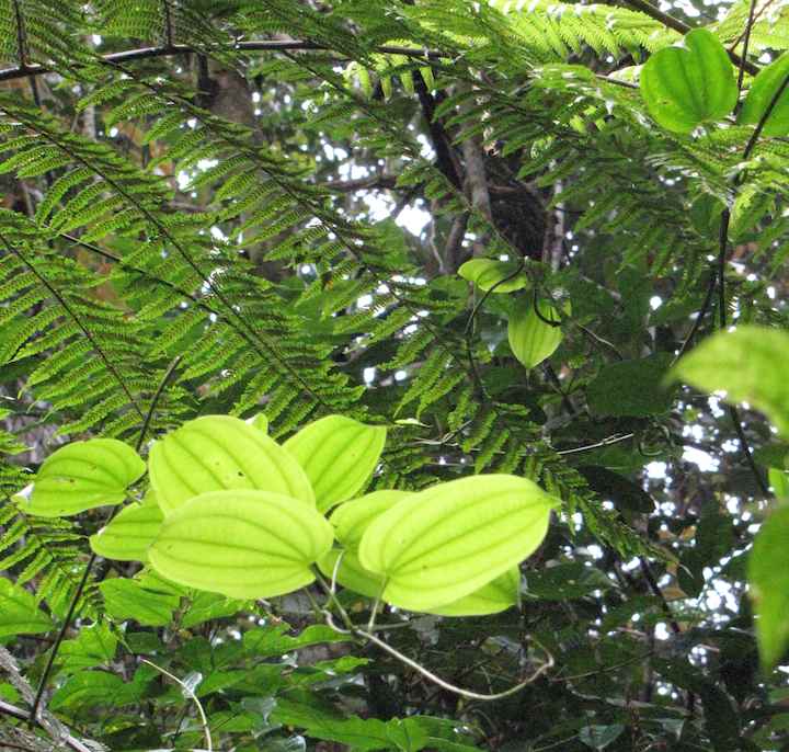 photo of leaves and trees