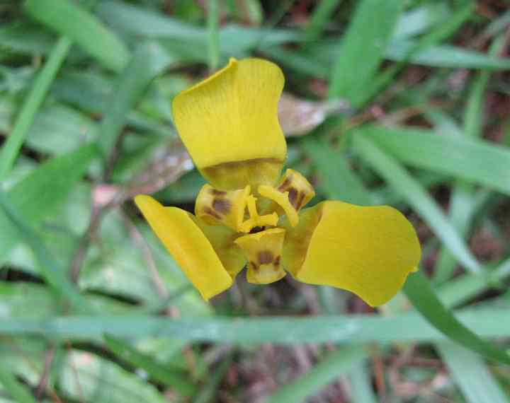 photo of yellow flower
