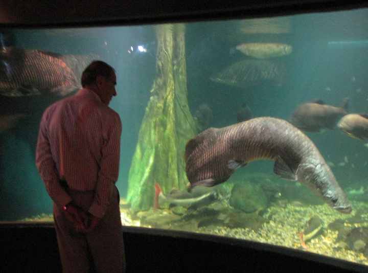 photo of very large fish at the KL aquarium