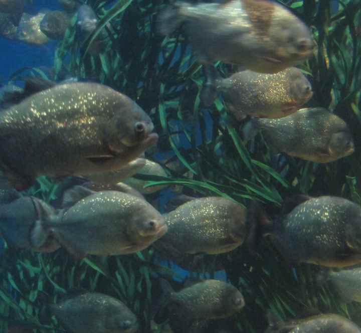 photo of a bunch of fish