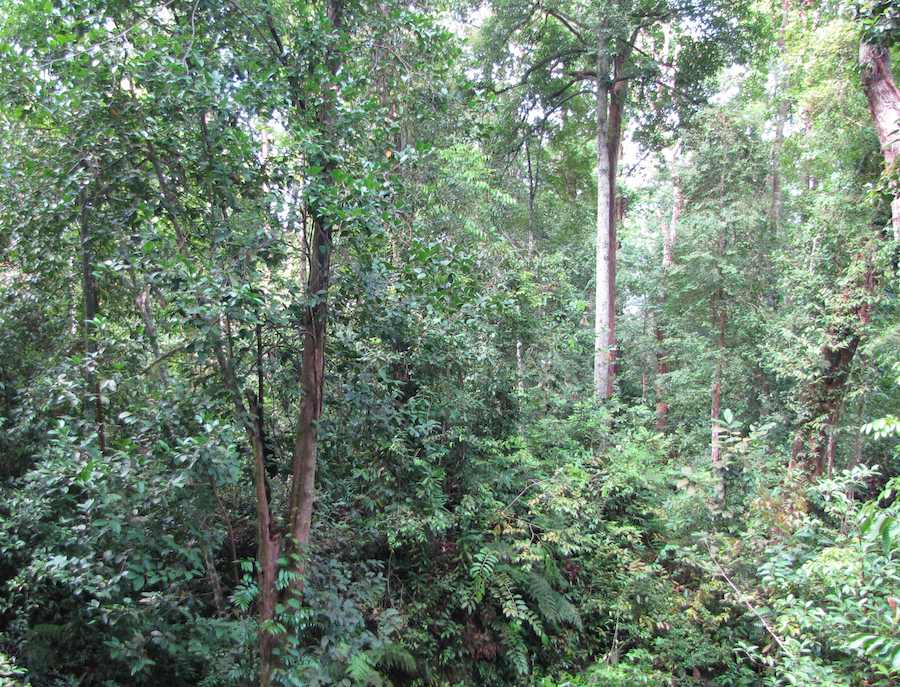 photo of the forest on the Lintang trail
