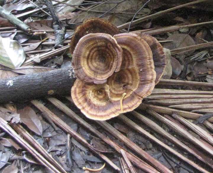 photo of brown fungus, Lintang trail