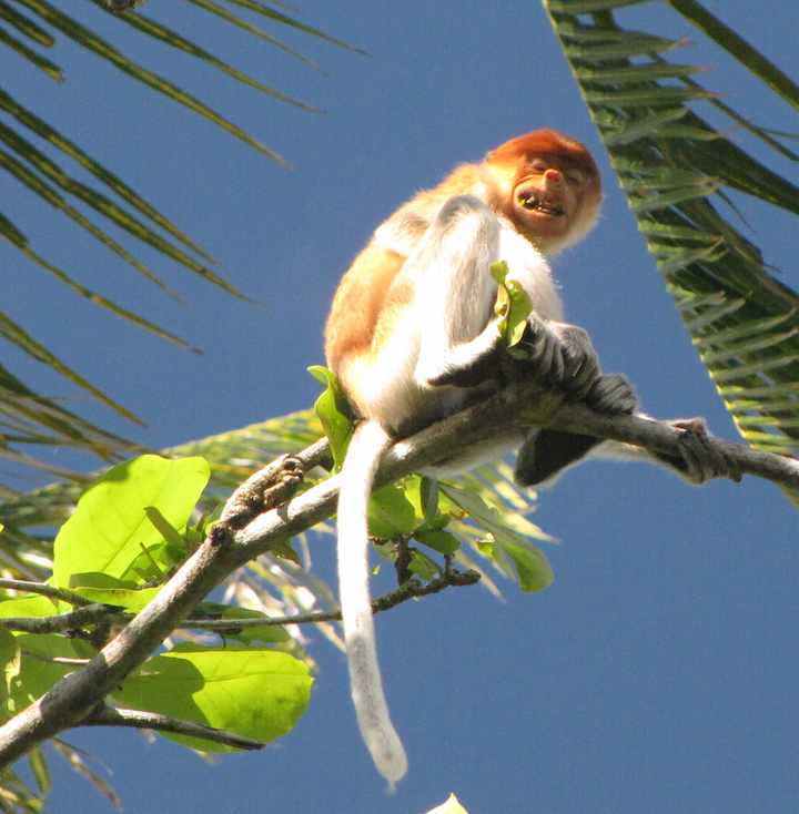 photo of Proboscis Monkey