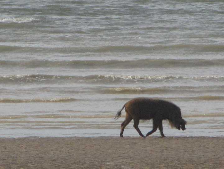 photo of wild boar on the beach