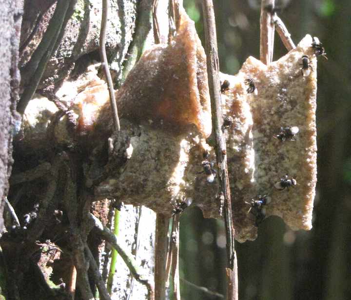 photo of bees wax next