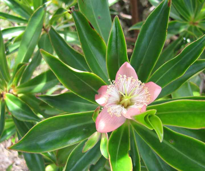 Photo of flowering plant, Bako National Park