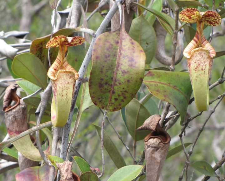 photo of pitcher plants
