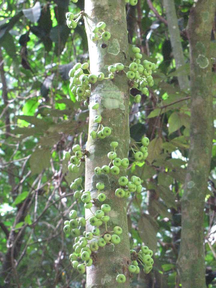 tree with fruit growing from main trunk