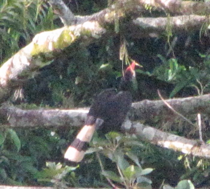 Hornbill sitting on tree branch