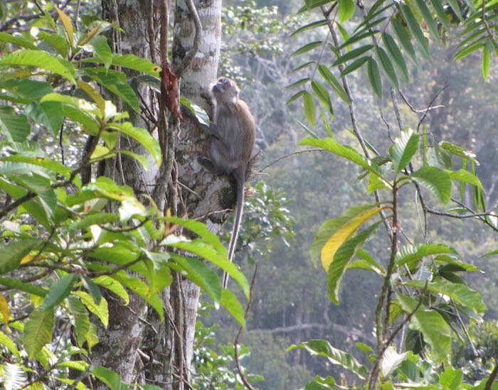 monkey in a tree