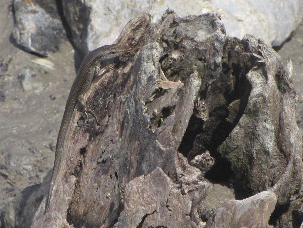 small lizard on a dead tree stump