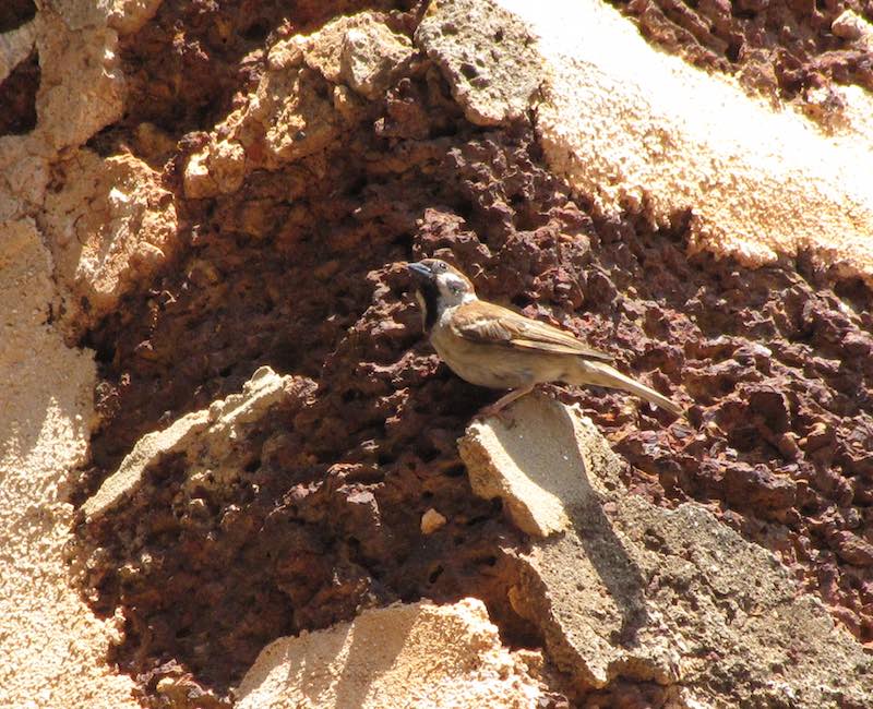 Sparrow on walls of St. Paul's Church, Melaka