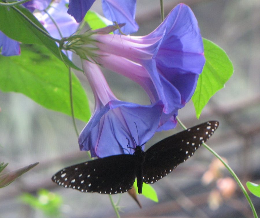 Black butterfly and blue/purple flowers
