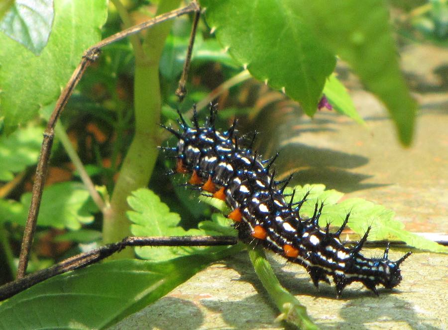 black caterpillar climbing on green leaves