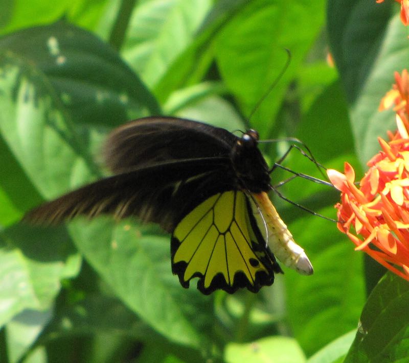 black and yellow butterfly on orange flowers