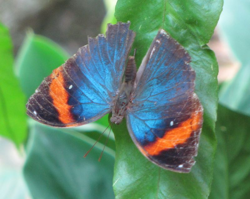 iridescent blue and orange butterfly