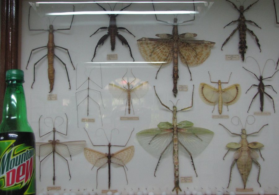 display or large, dead, bugs