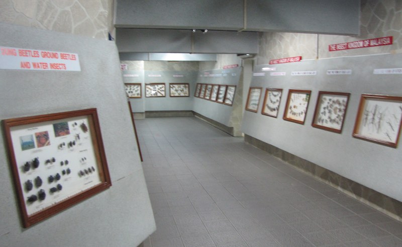hallway with many displays of interesting bugs
