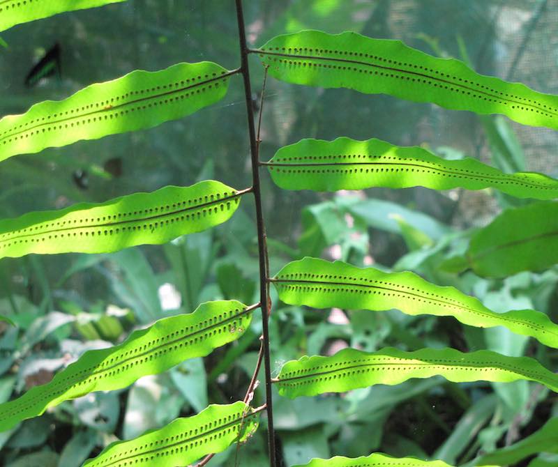 photo of leaves on a plant