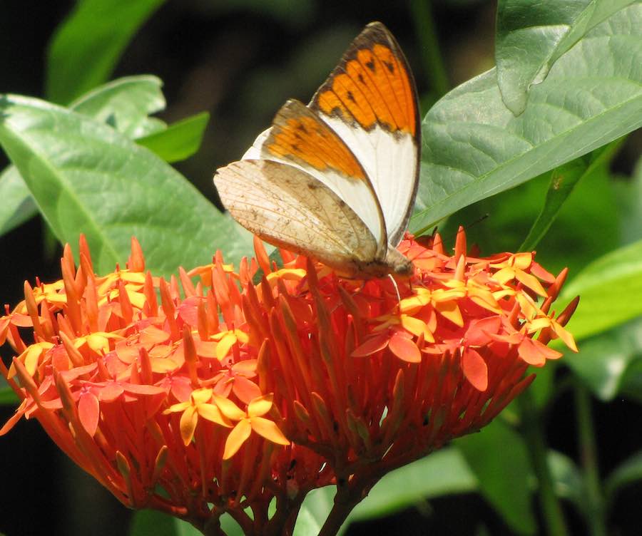 White and orange butterfly on orange flowers